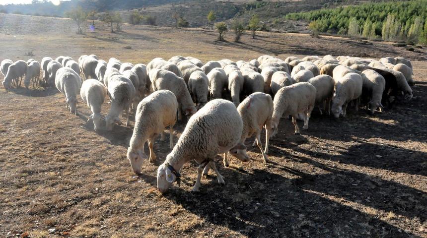 'Küçükbaş hayvancılıkla ithal et sorunundan kurtuluruz'