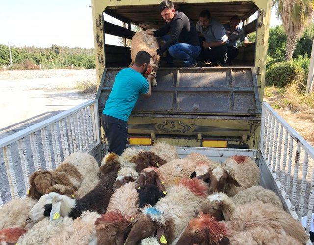 Erdemli’de genç çiftçilere koyun dağıtıldı