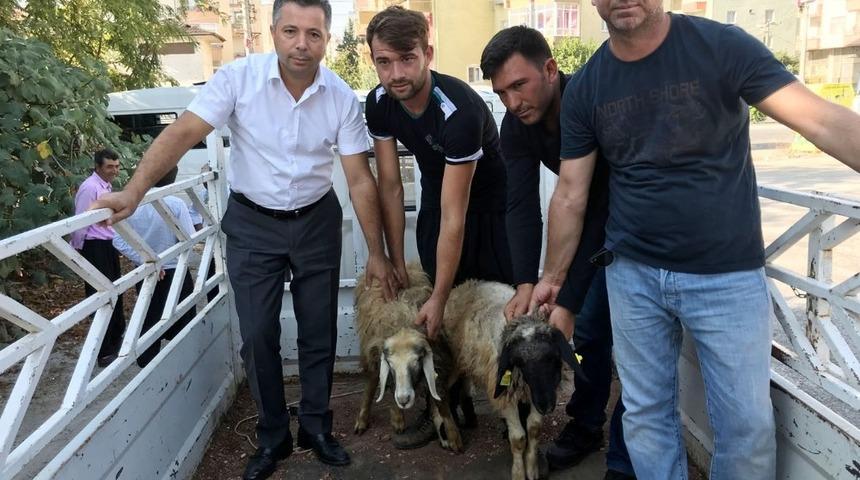 Erdemli&rsquo;de gen&ccedil; &ccedil;ift&ccedil;ilere koyun dağıtıldı