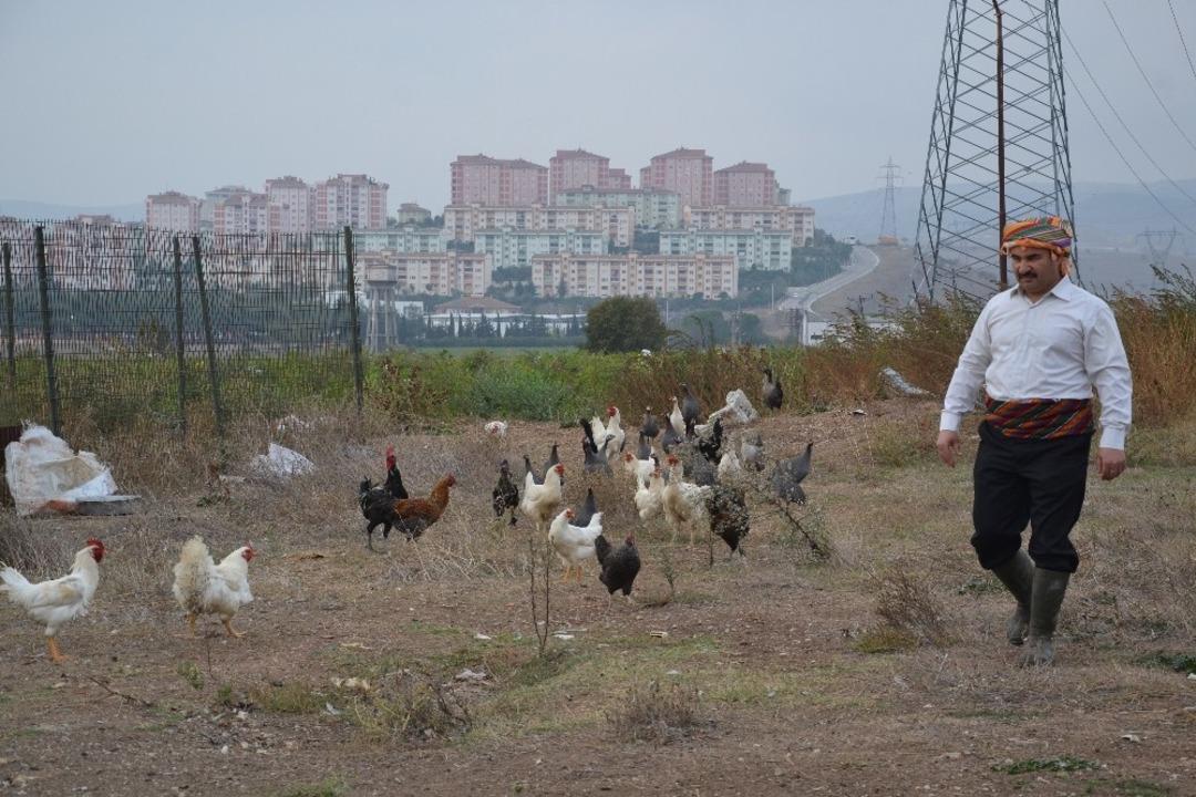 (&Ouml;zel) Bu tavuklar kene d&uuml;şmanı