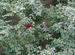 Araplar, Karadeniz’de konut ve fındık bahçelerine yöneldi