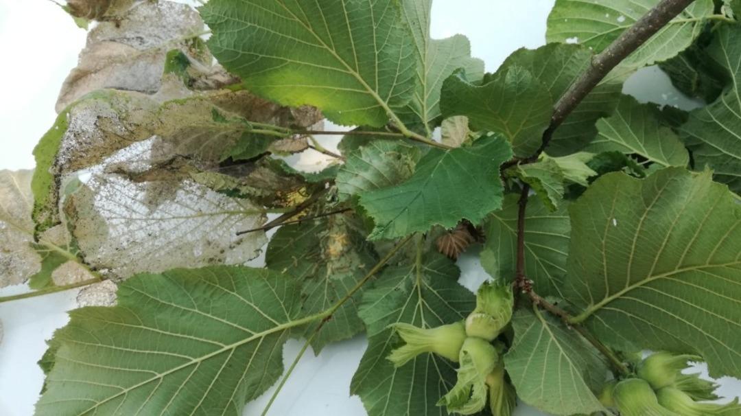 D&uuml;zce &Uuml;niversitesi &ouml;nc&uuml; olmaya devam ediyor