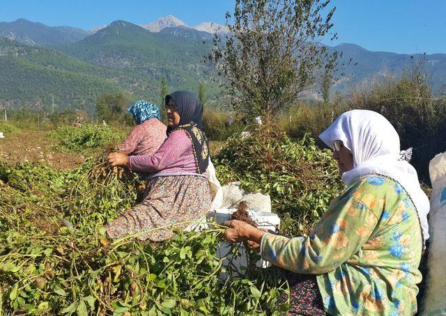 NC-7 fıstık çeşidi Seydikemer’de yaygınlaşıyor