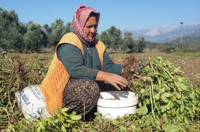 NC-7 fıstık çeşidi Seydikemer’de yaygınlaşıyor