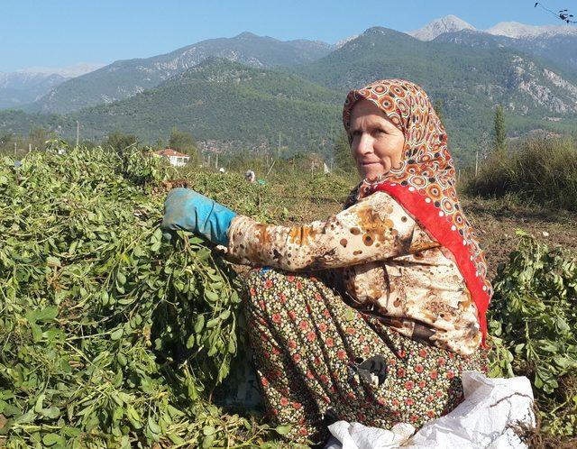 NC-7 fıstık çeşidi Seydikemer’de yaygınlaşıyor