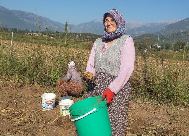 NC-7 fıstık çeşidi Seydikemer’de yaygınlaşıyor