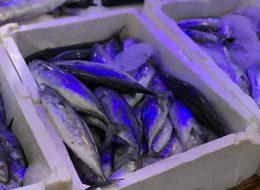 Sinop'ta palamut bolluğu; 4 palamut 10 lira