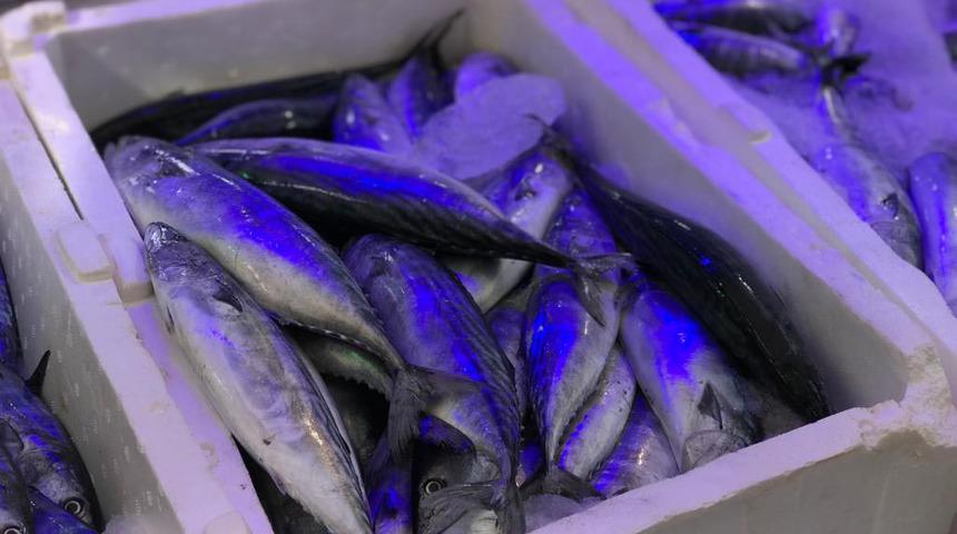 Son yılların en düşük fiyatı: 4 palamut 10 lira