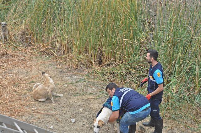 Havuza düşen köpekleri itfaiye ekipleri kurtardı