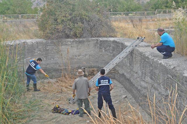 Havuza düşen köpekleri itfaiye ekipleri kurtardı