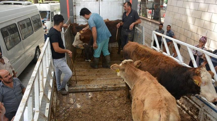 Altın&ouml;z&uuml;&rsquo;nde gen&ccedil; &ccedil;ift&ccedil;ilere 85 b&uuml;y&uuml;kbaş hayvan dağıtıldı