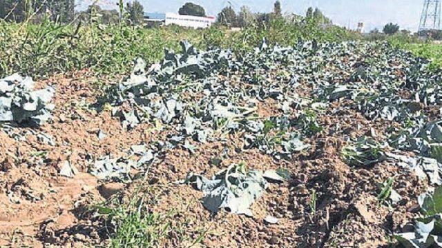 İzmir'de bir çiftçi tarlayı lağım suyuyla sularken yakalandı