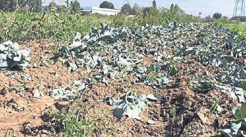 İzmir'de bir &ccedil;ift&ccedil;i tarlayı lağım suyuyla sularken yakalandı