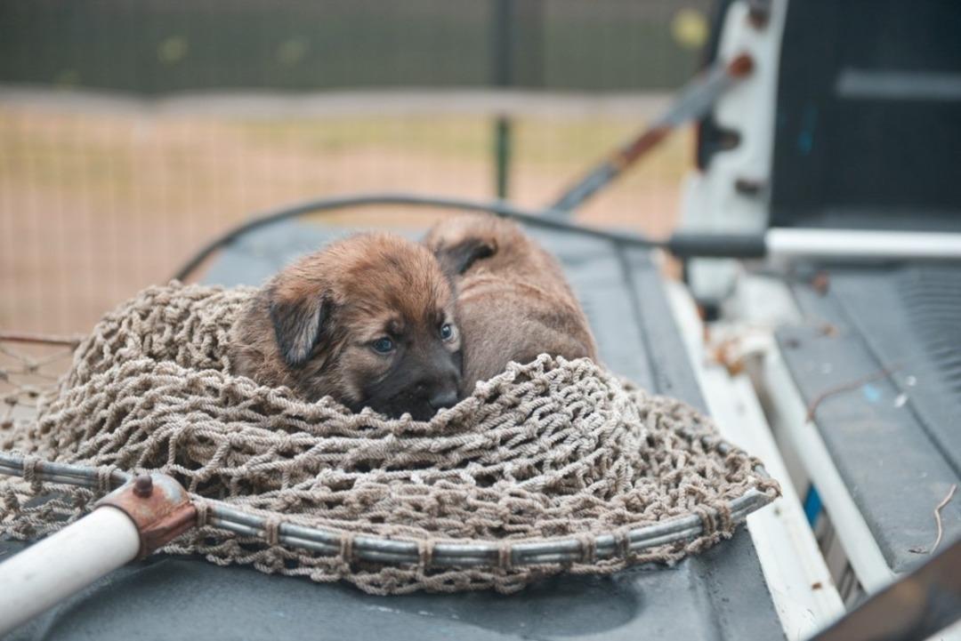 Sokak hayvanlarına belediyeden şefkat eli