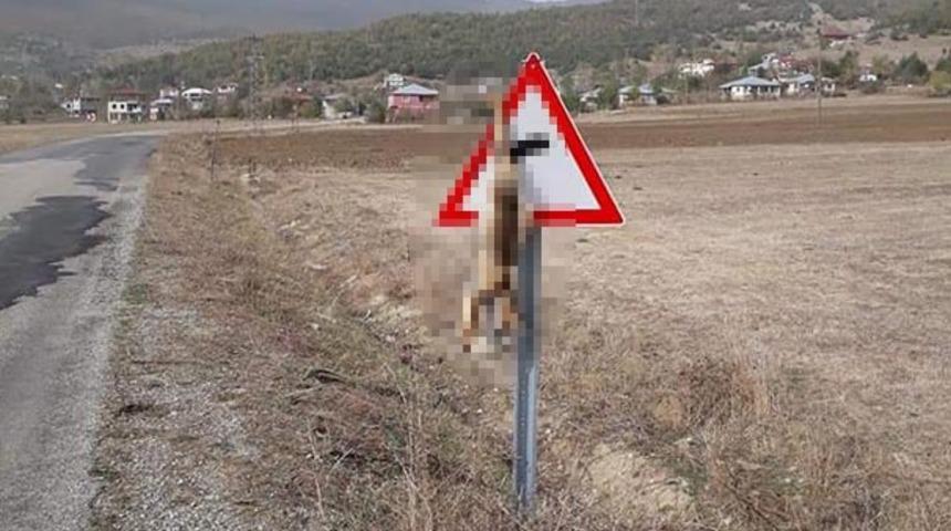 Kahramanmaraş'ta korkunç görüntü! Öldürüp trafik levhasına astılar