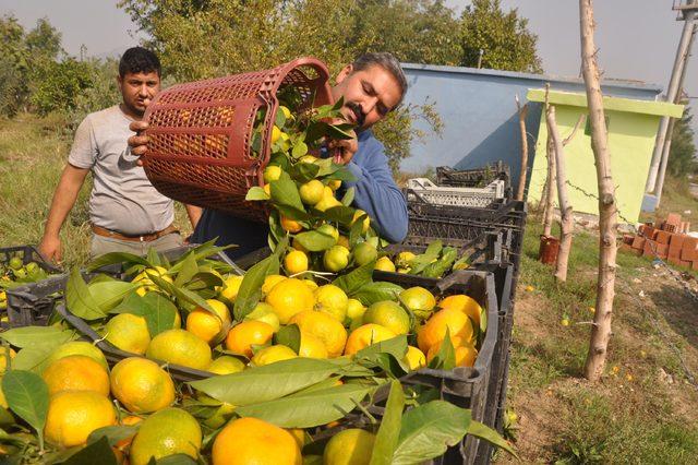 İncirliovalı mandalina üreticisi fiyattan yakındı