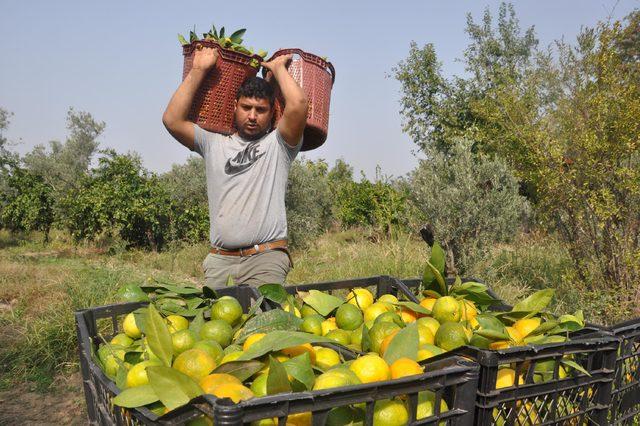İncirliovalı mandalina üreticisi fiyattan yakındı