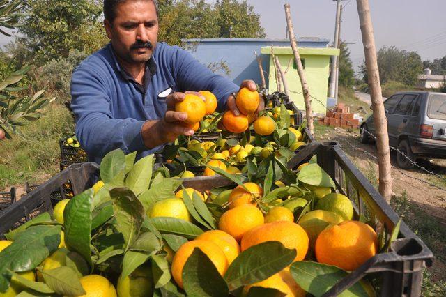 İncirliovalı mandalina üreticisi fiyattan yakındı