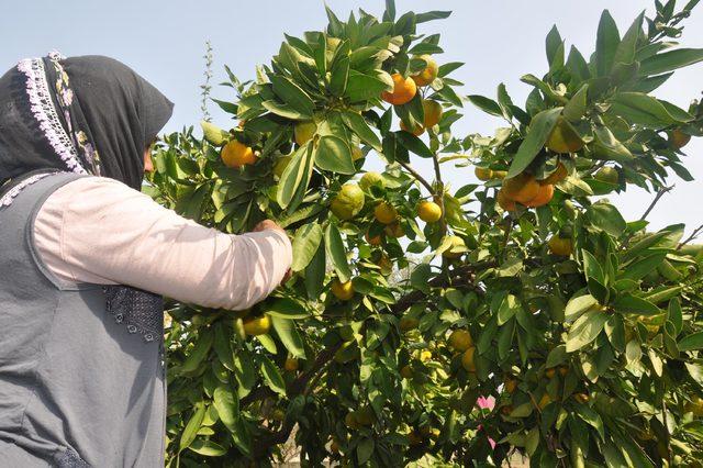 İncirliovalı mandalina üreticisi fiyattan yakındı
