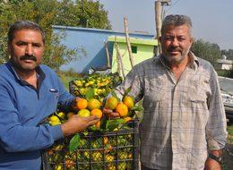 İncirliovalı mandalina üreticisi fiyattan yakındı