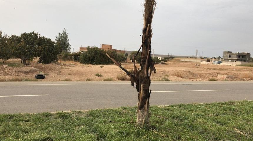 Ceylanpınar&rsquo;da Palmiye ağa&ccedil;ları ve parklara zarar verildi