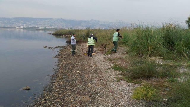 Kocaeli sahillerinden 4 günde 12 kamyon çöp temizlendi