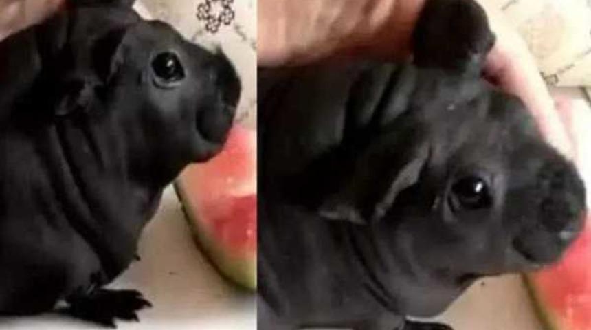 Köpek diye aldı sıçan çıktı!