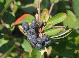 Yalova Aronya üretiminde iddialı