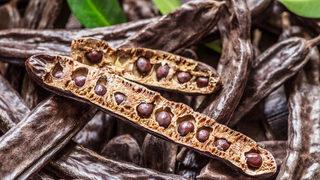 Keçiboynuzunun faydaları nelerdir? Keçiboynuzu pekmezinin faydaları nelerdir? 