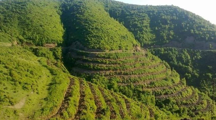 Ordu&rsquo;ya 700 bin fidan