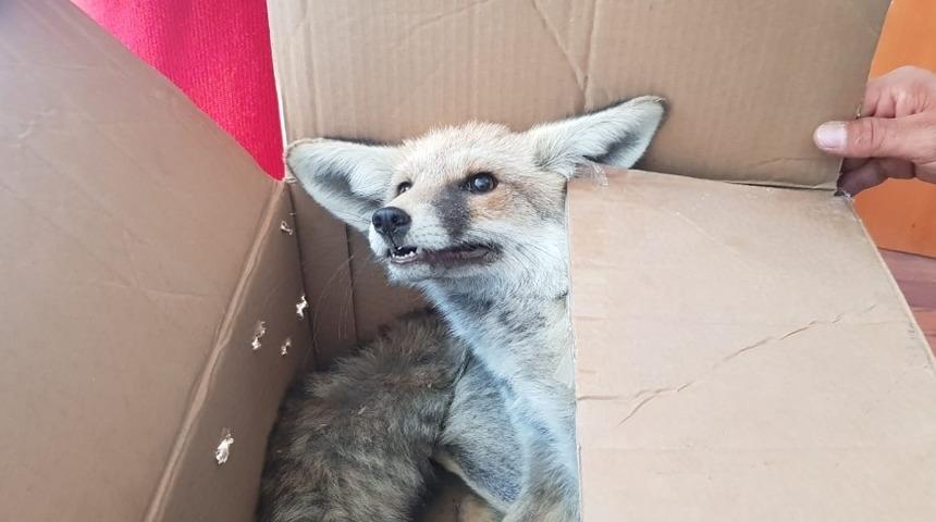 Y&uuml;r&uuml;yemeyen tilkiyi hastaneye g&ouml;t&uuml;rd&uuml;