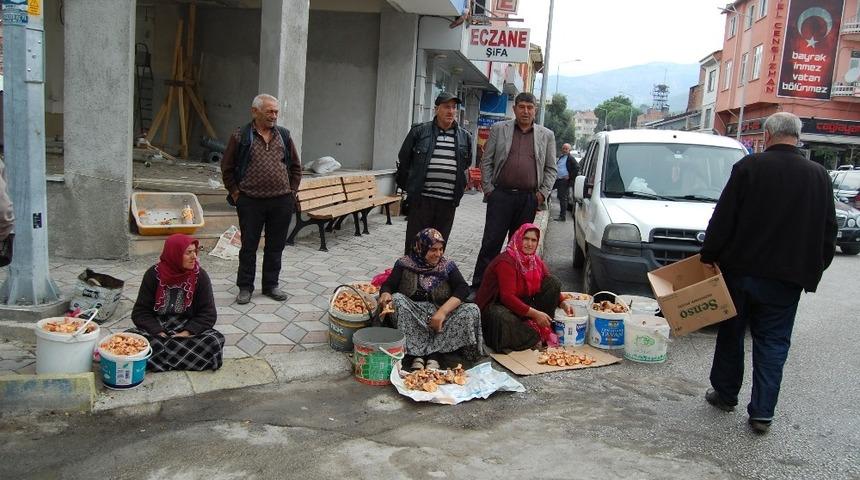 Kargı&rsquo;da mantar sofralardaki yerini aldı
