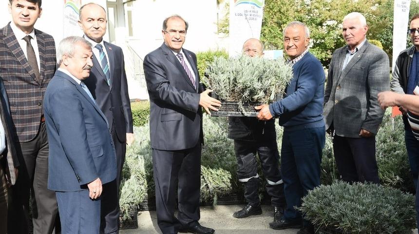 Uşak&rsquo;ta lavanta yetiştiriciliği i&ccedil;in ilk adımlar atıldı