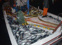 Limana tekneler dolusu palamutla döndüler