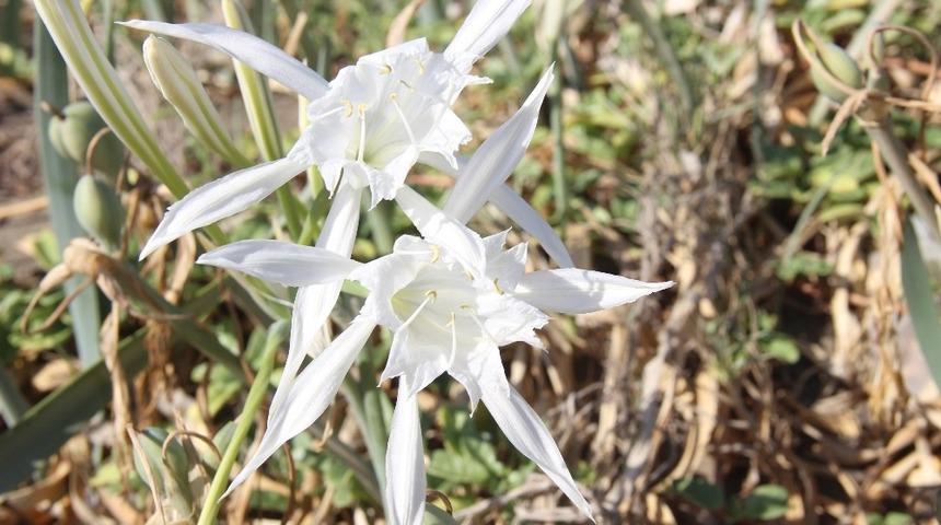 Samandağ Sahili&rsquo;nin &rsquo;kum zambakları&rsquo; g&ouml;z kamaştırıyor