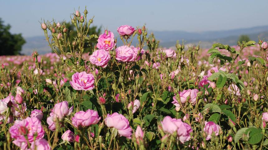 Gül posasından biyogaz üretildi