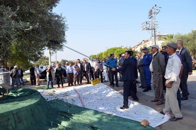 Didim’de zeytin hasadı Anıt ağaçlarda yapıldı