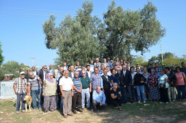 Didim’de zeytin hasadı Anıt ağaçlarda yapıldı