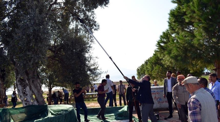 Didim&rsquo;de zeytin hasadı Anıt ağa&ccedil;larda yapıldı