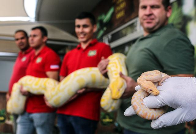 41 yavru piton ilgi görüyor