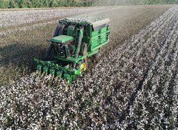 Pamukta verim düştü, üretici zorda