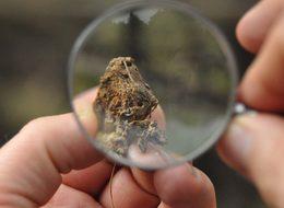 Kestanede üretimi düşüren 'Gal Arısı'na karşı biyolojik mücadele