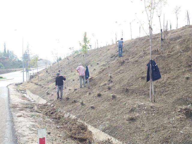 Vezirhan’da ağaçlandırma çalışmaları devam ediyor