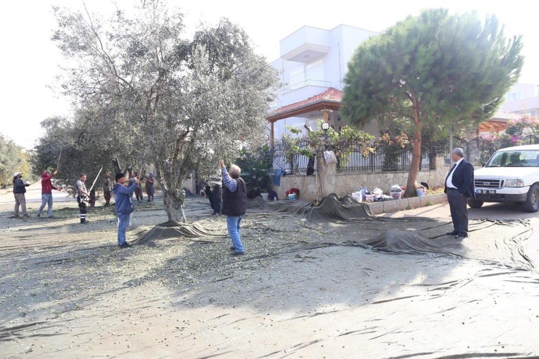 Burhaniye Belediyesi zeytin hasadına başladı