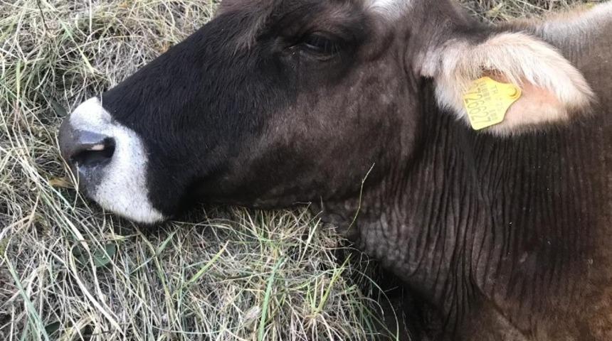 60 metreden d&uuml;şen hayvan akut ekipleri tarafından kurtarıldı
