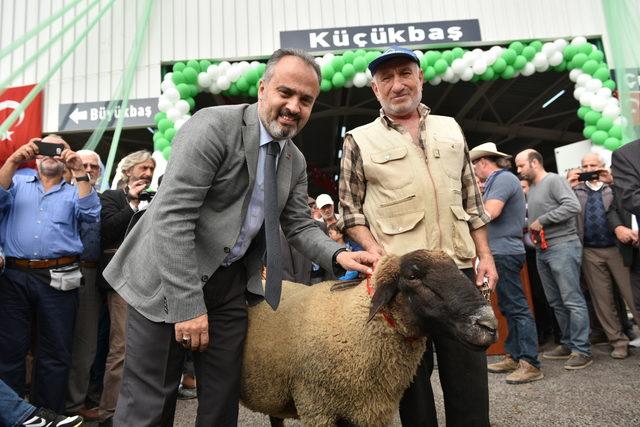 Güney Marmara'nın en büyük canlı hayvan pazarı açıldı