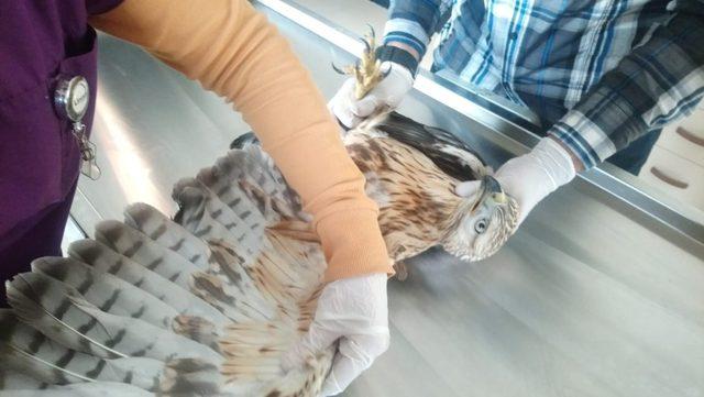 Yaralı kızıl şahin ile yeşil başlı ördek Kars’ta tedavi altına alındı