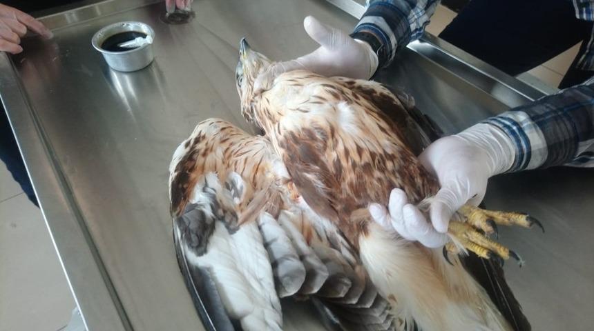 Yaralı kızıl şahin ile yeşil başlı &ouml;rdek Kars&rsquo;ta tedavi altına alındı