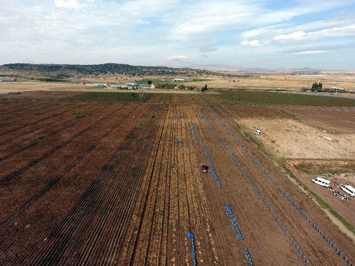 Kayseri’de patates hasadı devam ediyor G1