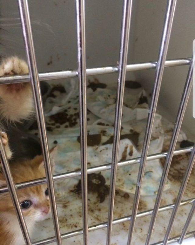 KKTC de&nbsp;yaşayan İngiliz aile,  hayvanlara eziyet ten yargılanacak 1